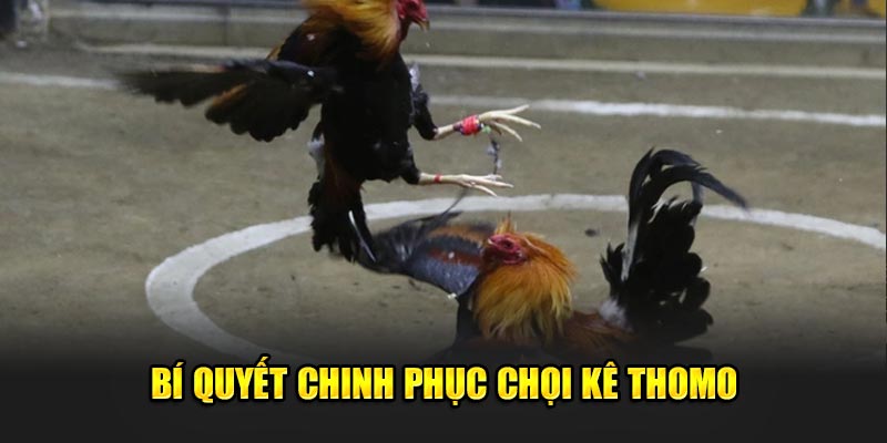 Bí quyết chinh phục chọi kê Thomo