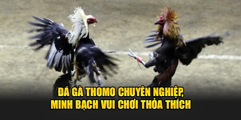 Đá Gà Thomo