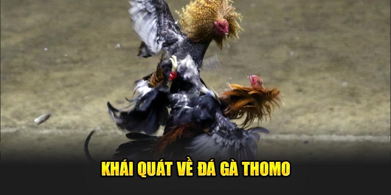 Khái quát về đá gà Thomo