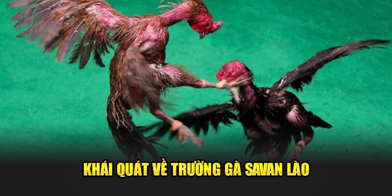 Khái quát về trường gà Savan Lào