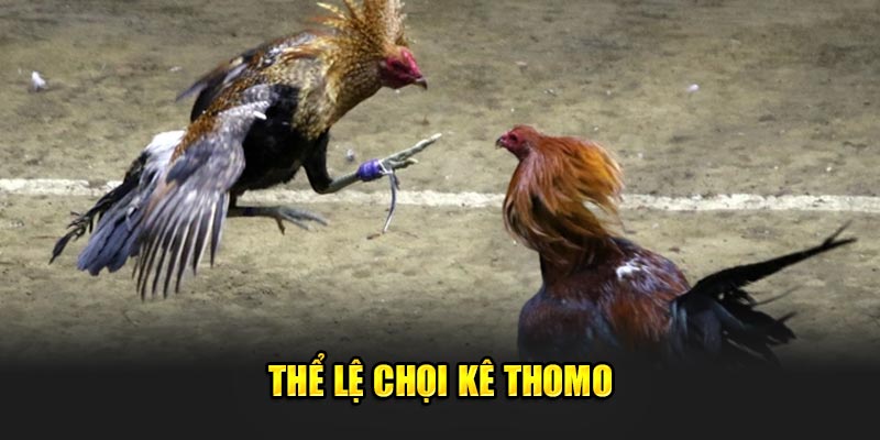 Thể lệ chọi kê Thomo