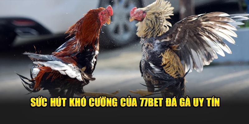 Sức hút khó cưỡng của 77bet đá gà uy tín