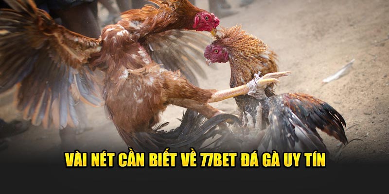 Vài nét cần biết về 77bet đá gà uy tín